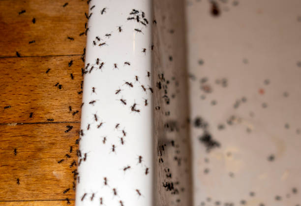 Best Pest Removal Services  in Abita Springs, LA